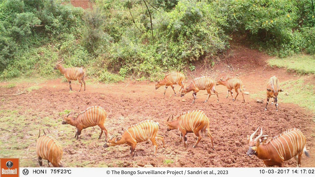 OryxTheJournal's tweet photo. Out now! Sandri et al. used camera-trap records and a newly developed identification system to monitor the Critically Endangered mountain bongo in Kenya. They provide the 1st estimates of the species' population size in the wild, a mere 29-50 individuals🚨 https://t.co/1wVAsvPbsz https://t.co/1urKQGwJjv