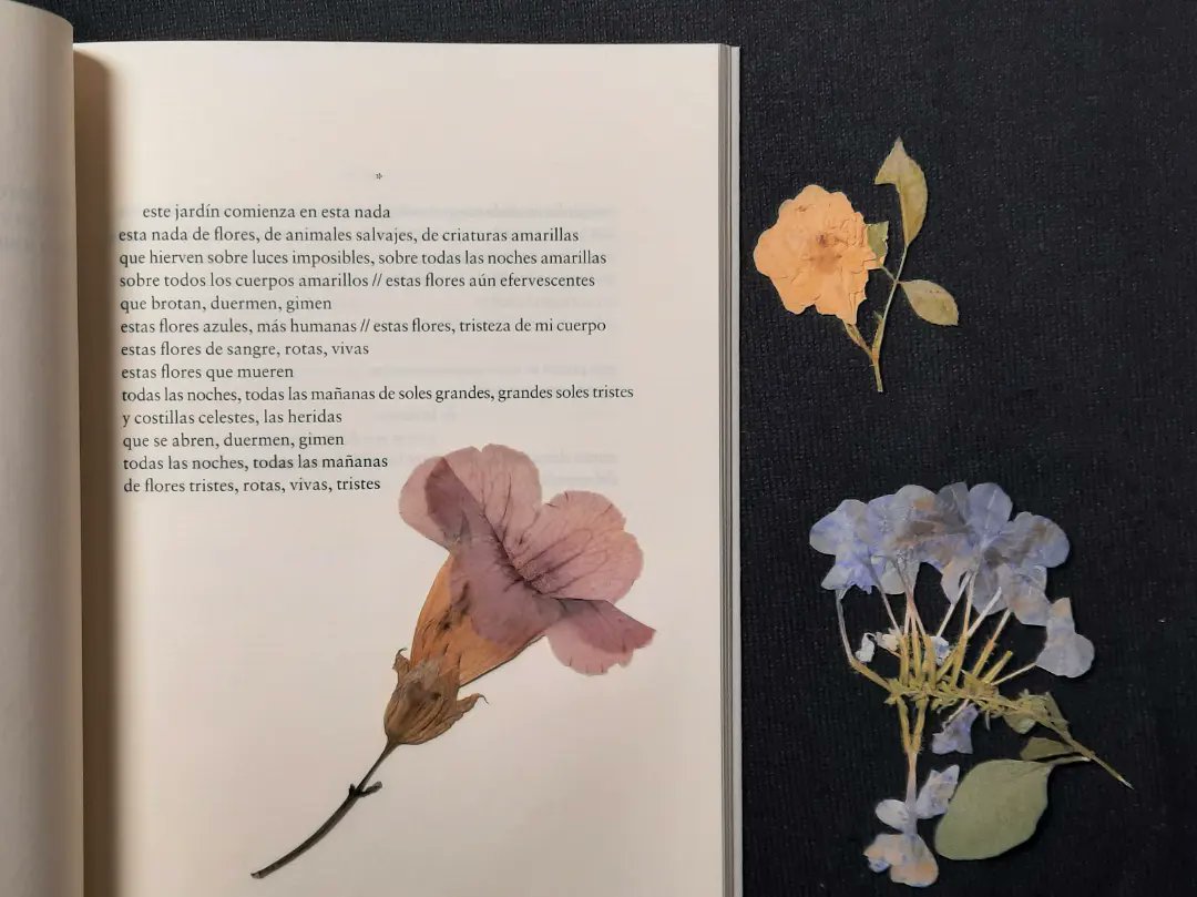 Jesuspachecoprz's tweet image. Amigas y amigos: ya está en librerías «Los ojos amarillos del mirlo», un libro que comenzó en 2019 y es que un jardín que nace y se destruye, una carta de amor, un gato que en invierno se esconde en un coche, el deseo por la palabra, el cuerpo que no se alcanza. ❤️🔥 ⚘️💌