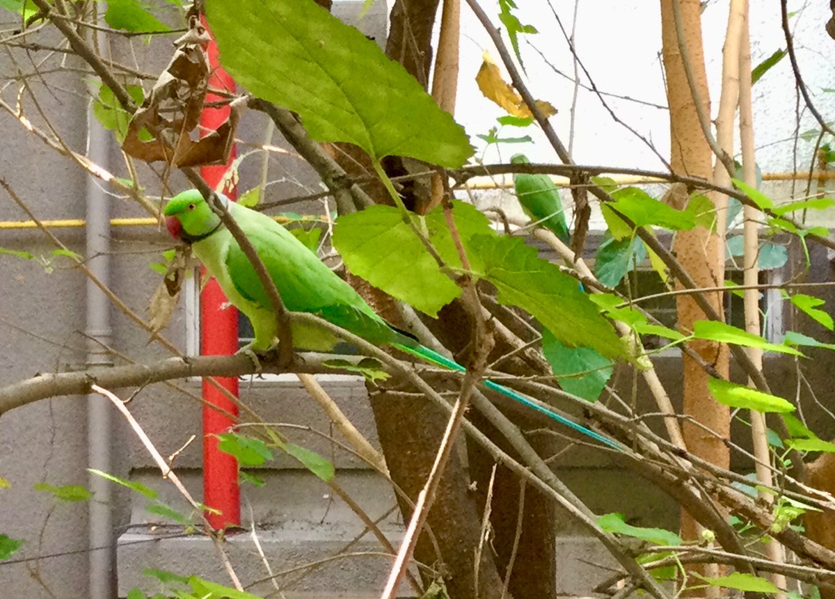 alwrites's tweet photo. If you want to have #birds around, plant fruit #trees. Tutti or mulberry, Singapore cherry, Charcoal tree, any ficus, are a few good options. #windowbirding #Indiaves #backyard #birdwatching #TwitterNatureCommunity https://t.co/axiyiBe7BL