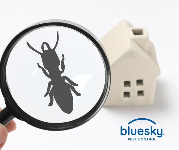 Blue Sky Pest Control tweet media
