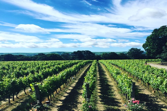 Ridgeview, an award-winning producer of world-class sparkling wine for over 25 years, is looking for a self-motivated and proactive individual to join their team as their new Ridgeview Estate Vineyard Apprentice!

Check out the job here 👇

lovelocaljobs.com/job/909777/rid…