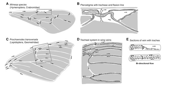 Sounds like a great meeting! 

And what a perfect chance to promote your co authored , now free to read: 

Circulation in #Insect Wings 

by   <a href="/MarySalcedo/">Mary Salcedo, PhD 🦗🐞🐝+🐍</a> , <a href="/snake_flyer/">Jake Socha</a> 

doi.org/10.1093/icb/ic…

#science #hemodynamics #butterflies #biology
