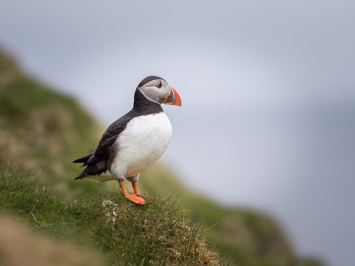 Immerse yourself in the wonders of wildlife photography, where Hasselblad's Natural Colour Solution brings out the vividness of nature's palette. 

What are the most common challenges you face when photographing wildlife?

📸: Sophia Halit, Lawrence Griffin, Ottavio Giannella