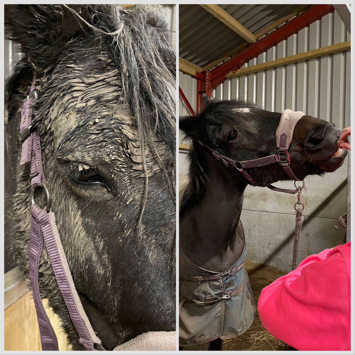 lauracatherall's tweet photo. Mucky pony - I think she enjoyed rolling in the mud 🥰 #muckyunicorn #Horses https://t.co/5TtNEhCuKP
