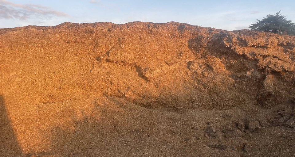 KellyGarrett75's tweet photo. . In response to your question @boydmyers about what my cattle eat that go into GLC https://t.co/cCj3xISGwD I’ve attached 3 pictures. 

1st is dry ddgs or distillers grains. Ddgs are a by product out of the ethanol industry. These are 28% protein and serve as a source of energy and protein for the calf. 

2nd are soyhull pellets. These are a by product out of a soybean plant. Before the plant can process the bean for Soyoil and soymeal the hull must be removed. The hulls are then pelletized and sold for feed. Nutritionally they are comparable to the best alfalfa hay you can find. We choose these over hay because of the pellets small size they can be digested more quickly by the calf

3rd is corn silage. We chop about 45 acres of our corn every year and pack it in a pit to remove the air. It ferments and stay fresh as the basis for our feed ration. Silage has been around for generations and is a great cattle feed

I feel that our use of the by products from the ethanol and soy processing plants dispell the idea of the food vs fuel debate. These by products have made life easier and more affordable for every farm and ranch that chooses tho use them. I can’t imagine raising cattle without these tools. 

The use of these by products also shows something else to the general public. Sustainability. By using all portions of the kernel or the soybean there is no waste.  We’ve started to measure this by calculating our CI score (Carbon Index). I believe the Carbon space will move towards this metric and this is how farmers will be paid for their #sustainable efforts. I envision my CI score on my beef packages at GLC https://t.co/cCj3xISGwD. Instead of packaging just saying “sustainably raised” on it imagine the CI score on the package because of the traceability back the original source. This gives the consumer the ability to choose who and from where there purchases are supporting.