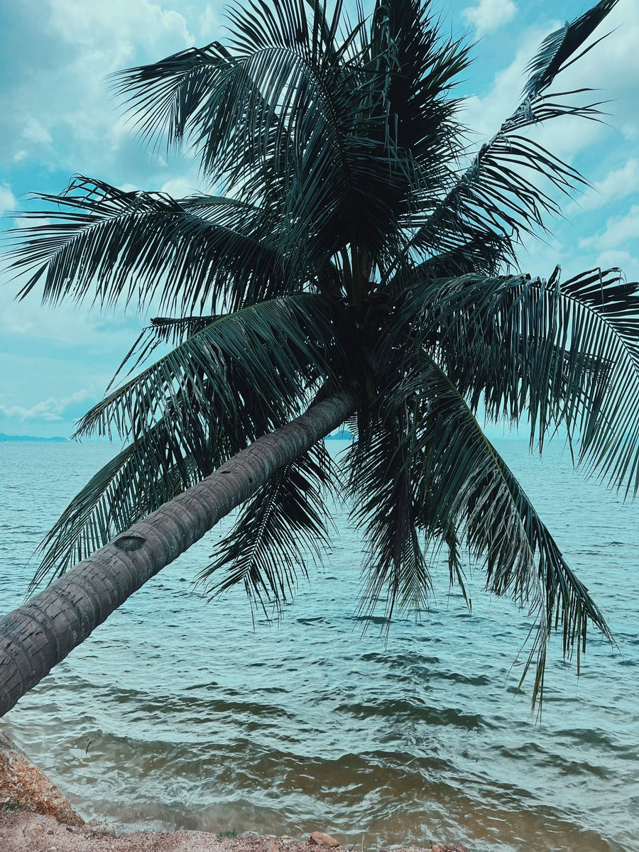 maxxminus's tweet photo. back in the phangan https://t.co/ofFvuqWRzH