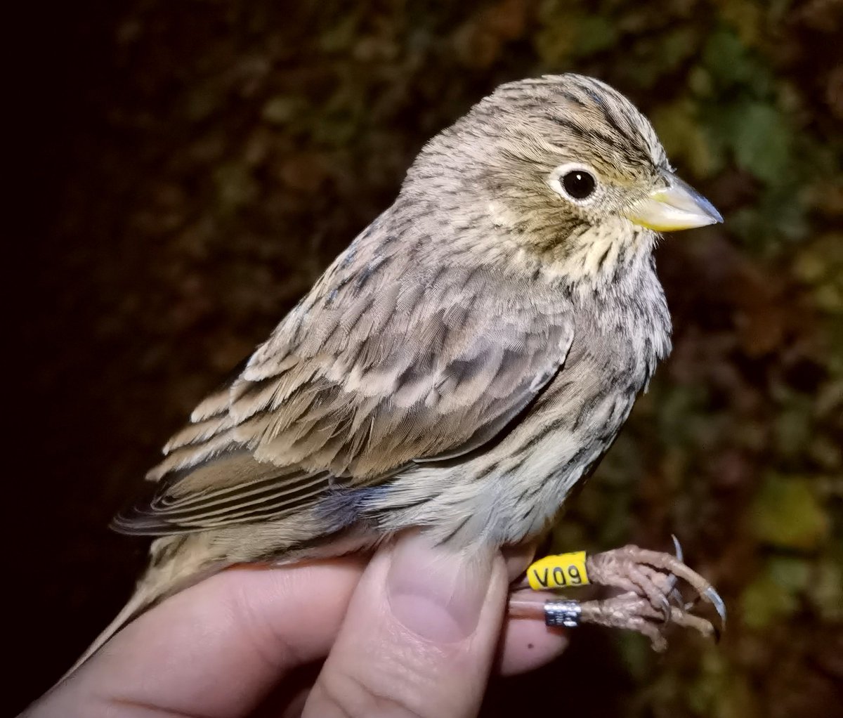 matt prior tweet media