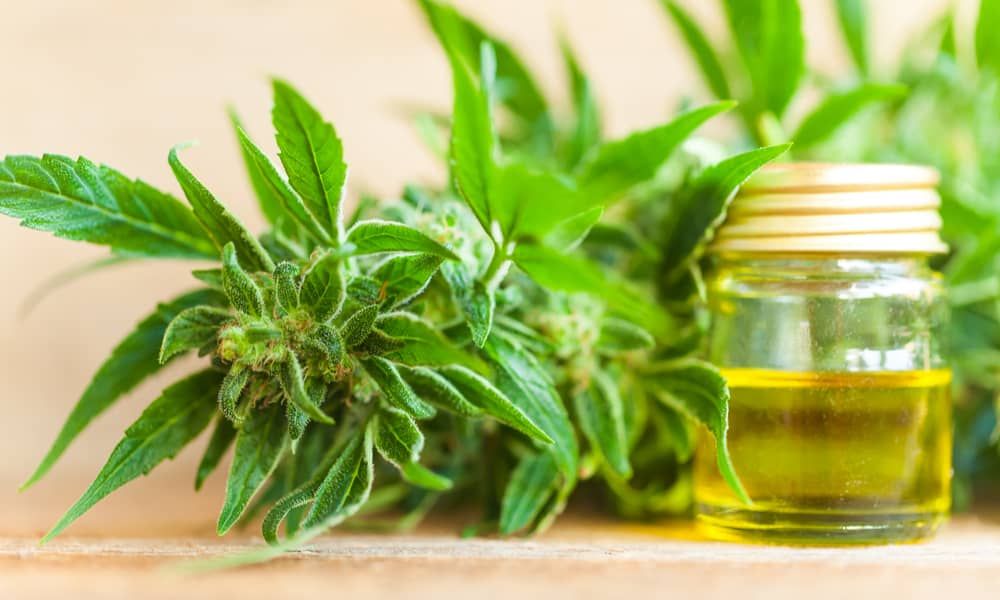 ShopUSMJ's tweet photo. "According to the poll, 40 percent of people who use CBD say they do so to treat pain symptoms. 20 percent say they consume CBD to reduce their anxiety, and 11 percent use it to help them sleep."

via: @greenrushdaily
 
read: 
https://t.co/BKdO1onpau https://t.co/3OBXxo9sm3