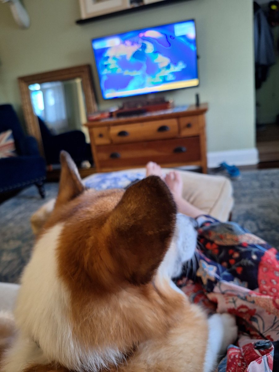 tomsmybeagle's tweet photo. The second Grampa Dave leaves for work I become her favourite 😍 #CorgiCrew #PetMeNow https://t.co/uSxCblrfjC