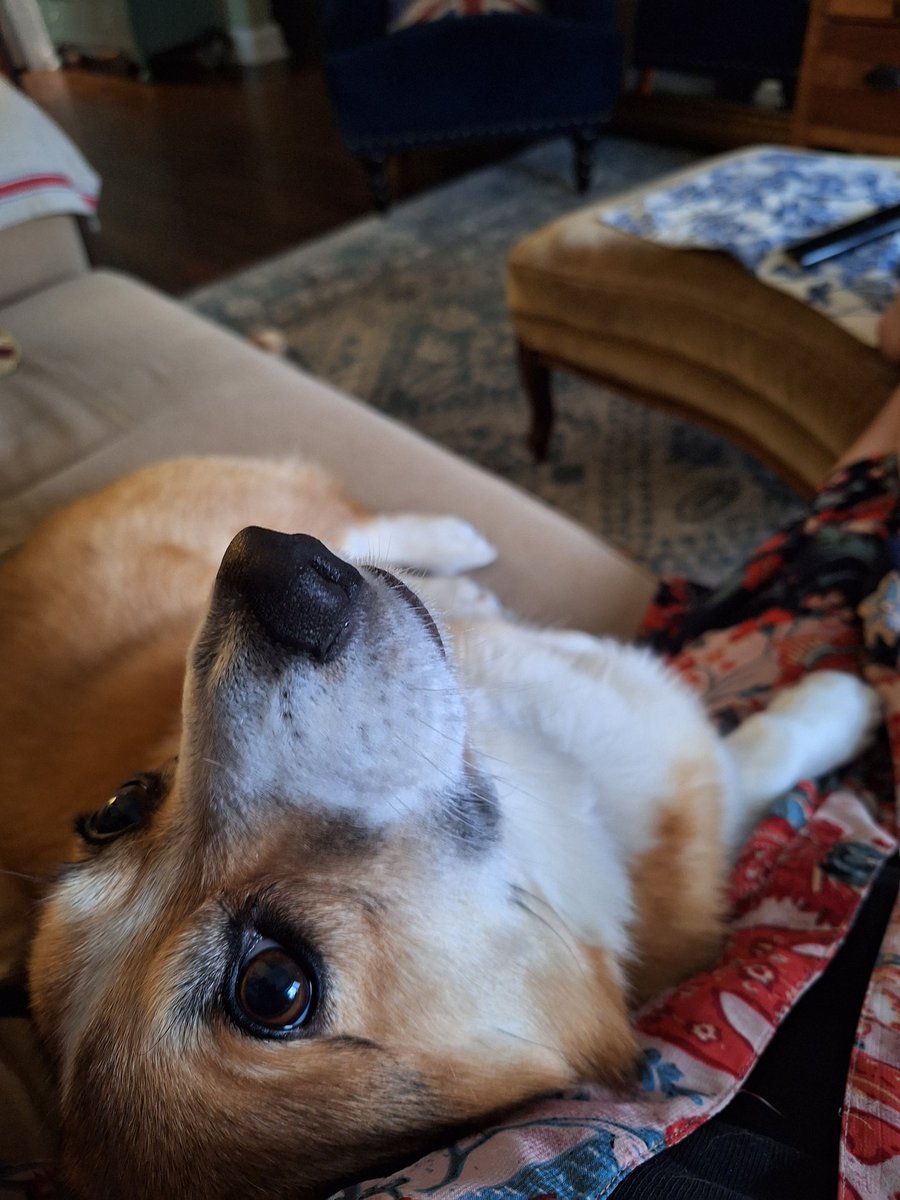 tomsmybeagle's tweet photo. The second Grampa Dave leaves for work I become her favourite 😍 #CorgiCrew #PetMeNow https://t.co/uSxCblrfjC