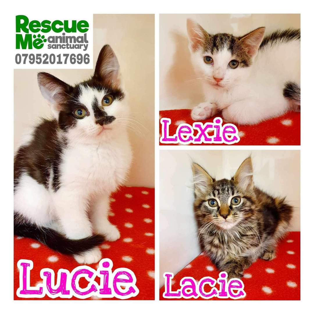 Some beautiful kittens 😻😻😻 PLEASE SHARE! All looking for their forever homes 🏡 Call or apply online rescueme.org.uk/cat-adoption-f… #WhiskersWednesday #AdoptMe #Liverpool #CatsOfTwitter