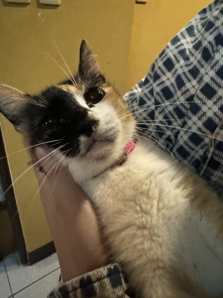 SpicePanda's tweet photo. i miss my cat (she is not photogenic) https://t.co/j6C8cAgQgY