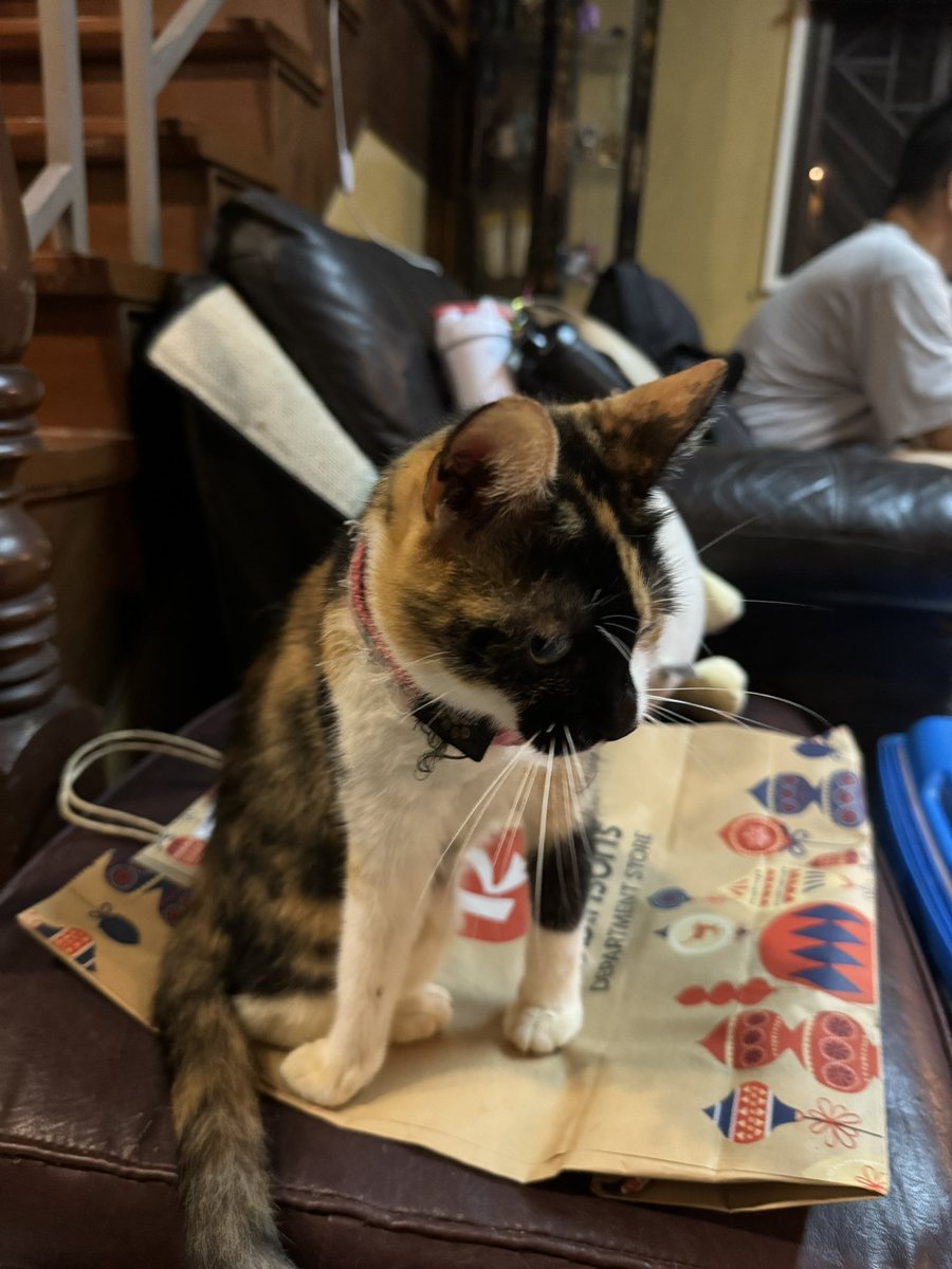 SpicePanda's tweet photo. i miss my cat (she is not photogenic) https://t.co/j6C8cAgQgY