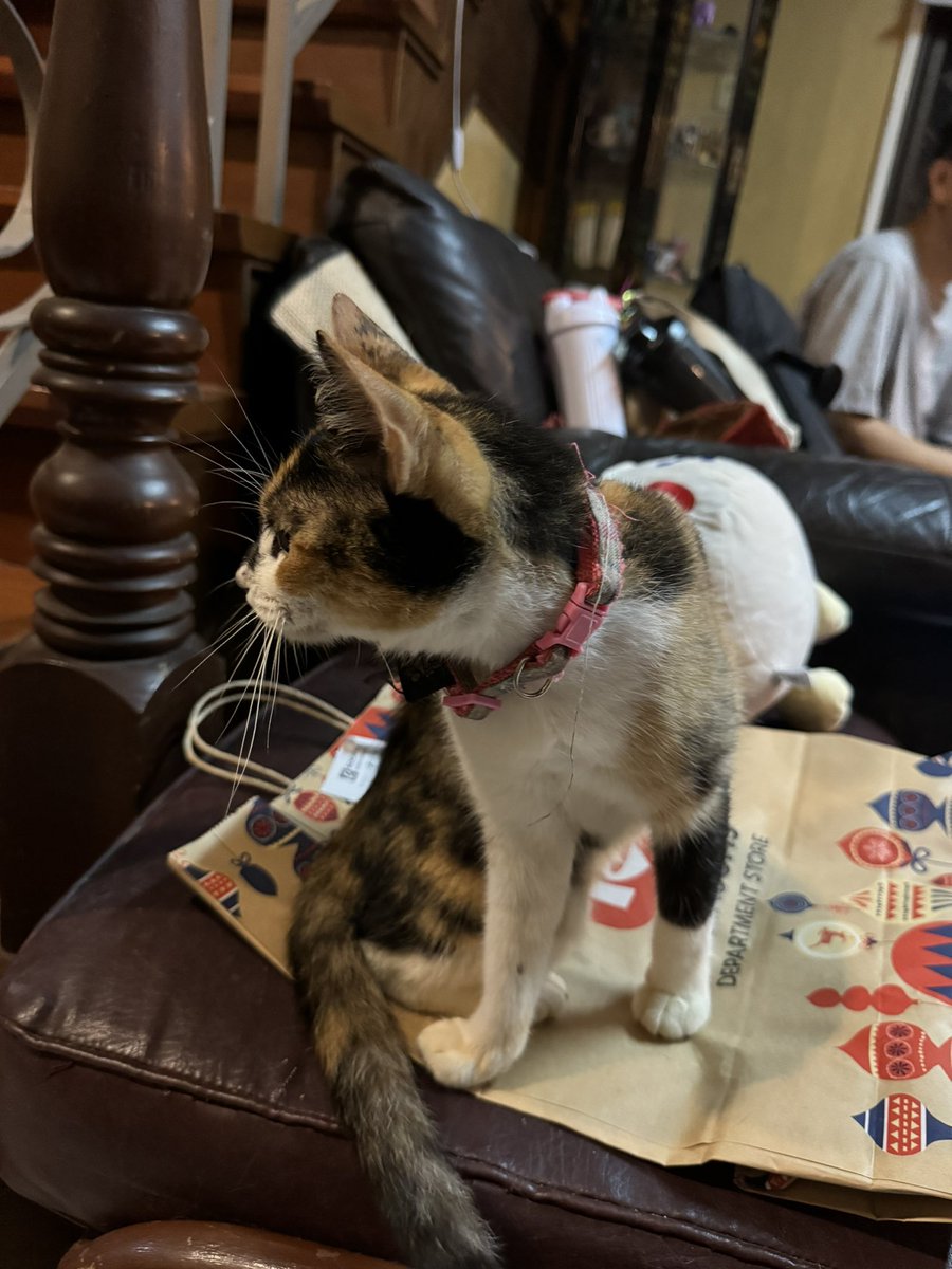 SpicePanda's tweet photo. i miss my cat (she is not photogenic) https://t.co/j6C8cAgQgY