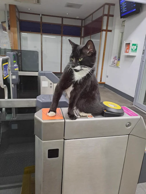 A black and white cat sat on a train station gateline post.