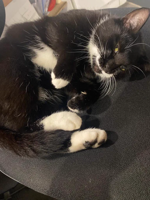 A black and white cat lying on a desk style chair.