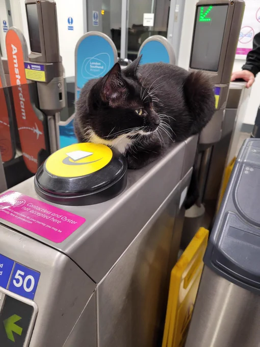A black and white cat sat on a gateline post at a train station.