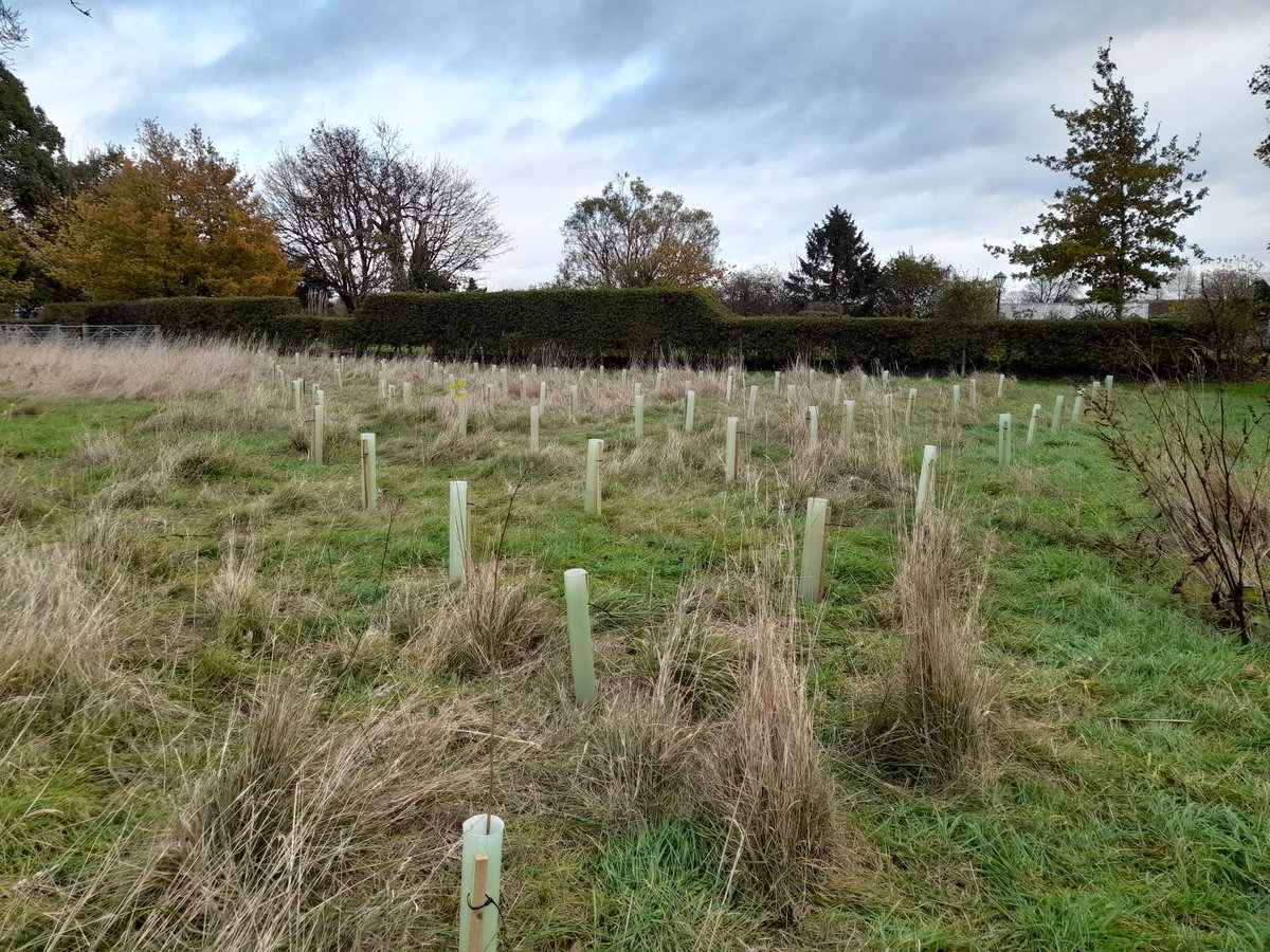 Out in Thorngumbald planting with staff and resident's #families at Pear Tree Residential Home today. The projects aim was to provide more #biodiversity and a home for #nature. This project was fully funded by @HumberForest. Whips were supplied by @MiresBeck #joininfeelgood