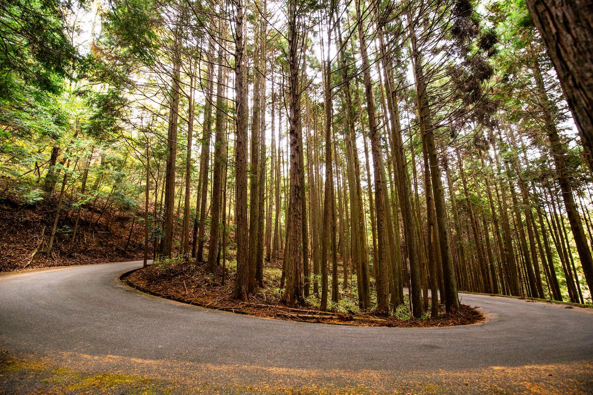 ElfynEvans's tweet image. Recce all sorted and great to be back in Japan. The stages had quite a lot of leaves and tree pines in sections- so overall quite polluted. And the weather is also looking changeable so it’s very possible we will face some difficult conditions over the weekend #EE33 @TGR_WRC