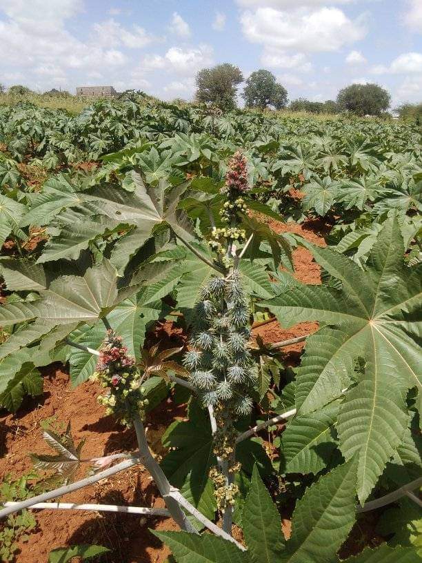 Ubuntu Leaders Academy tweet media