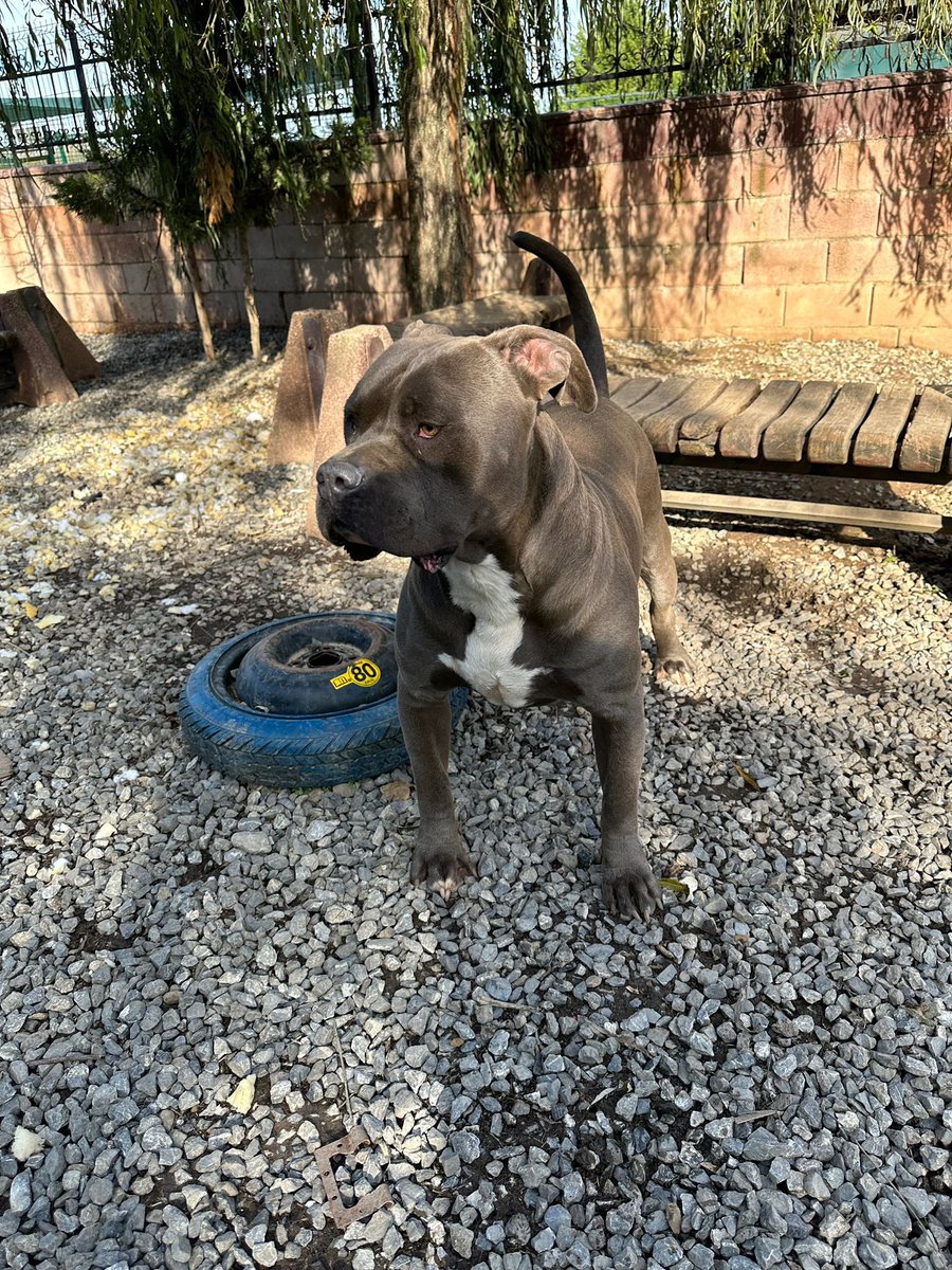 3 yaşında kısır oğlan, 2 yıl sonra maalesef terk ediliyor. Eve uyumlu, çiş eğitimi var ve sakin. İstanbul, iletişim: 0 531 838 39 93