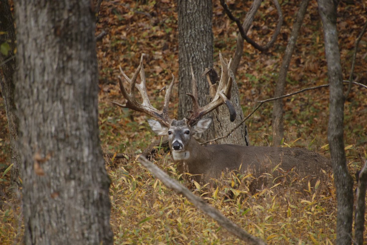 Do you like big mainframe 9 pointers?

#oakcreekwhitetailranch #oakcreekexperience
