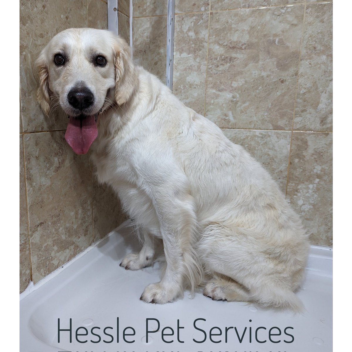 She's sparkling after her wash, blow-dry and pedicure 💖
#DogGroomer #Hessle #GoldenRetriever #DogsOfTwitter