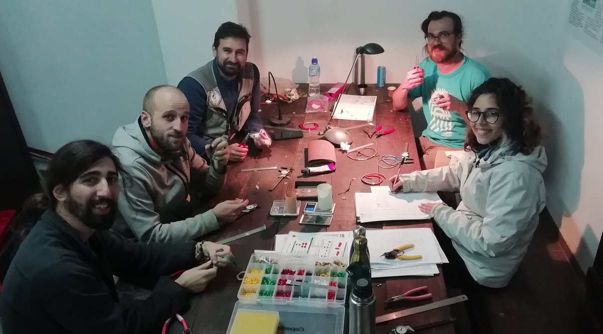 _JoseAAlves_'s tweet image. 2nd mist-netting session over 3 nights, resulting in almost 300 #waders sampled in the #Tagus #Estuary ! Good numbers of dunlin, redshank, grey plover &amp;amp; knot, sprinkled with curlew sand, turnstone, avocet, blackwit &amp;amp; barwit &amp;amp; a few little stint. #biodiversity #conservation