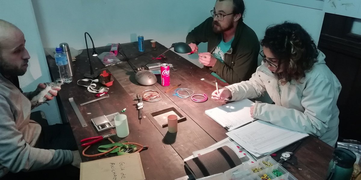 _JoseAAlves_'s tweet image. 2nd mist-netting session over 3 nights, resulting in almost 300 #waders sampled in the #Tagus #Estuary ! Good numbers of dunlin, redshank, grey plover &amp;amp; knot, sprinkled with curlew sand, turnstone, avocet, blackwit &amp;amp; barwit &amp;amp; a few little stint. #biodiversity #conservation