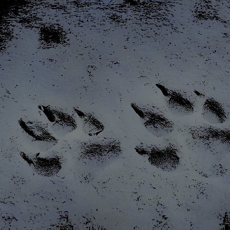 animavindictae's tweet photo. ᅟ

ᅟ
                           𝘥𝘢𝘯𝘵𝘦 𝘢. 𝘣𝘭𝘢𝘤𝘬𝘵𝘩𝘰𝘳𝘯  ;  white  wolf.
                           siberian  eyes  of  a  warm  soul.
                           𝐬𝐧𝐨𝐰𝐬𝐭𝐨𝐫𝐦.    ❆    𝒎𝔂𝒕𝒉𝒐  𝒗𝒆𝒓𝒔𝒆.
ᅟ

ᅟ https://t.co/wakpXG6DSv