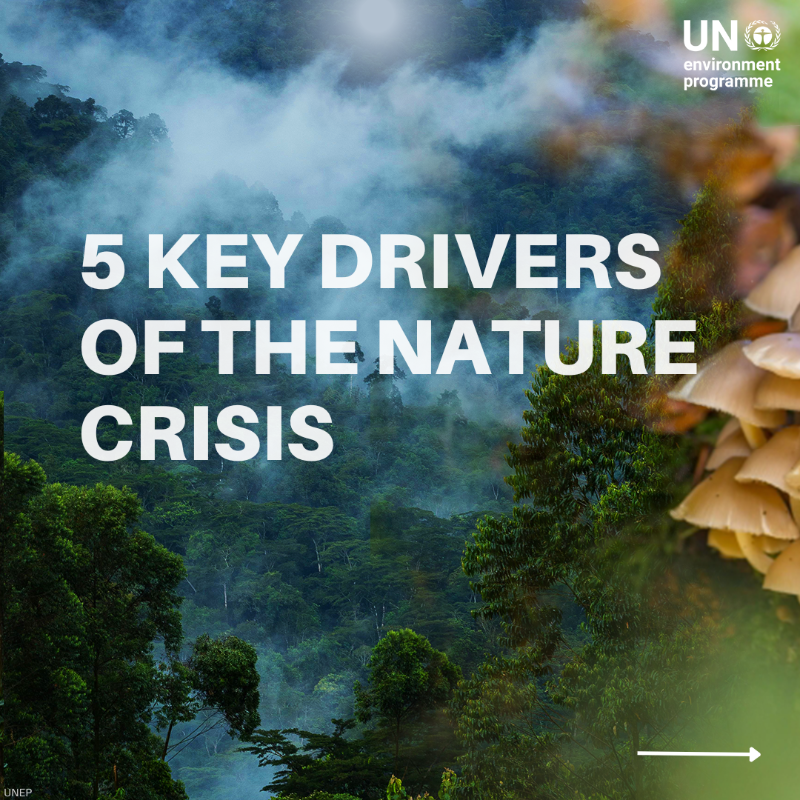 UNEP's tweet photo. Invasive alien species are among the top threats to our planet's biodiversity.

Here's a closer look at invasive species and the other key drivers of the nature crisis: https://t.co/TTifZllhc2