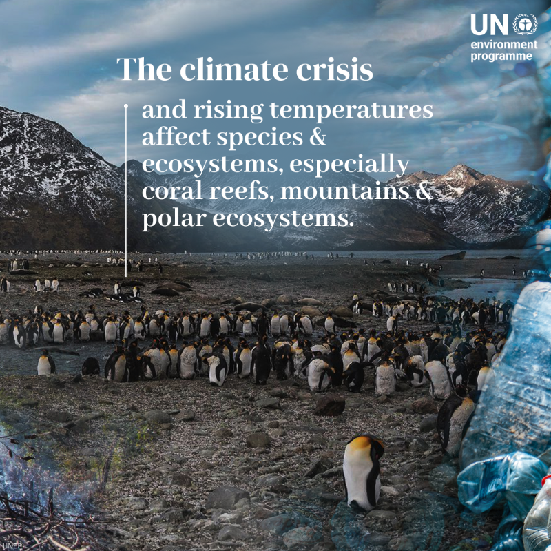 UNEP's tweet photo. Invasive alien species are among the top threats to our planet's biodiversity.

Here's a closer look at invasive species and the other key drivers of the nature crisis: https://t.co/TTifZllhc2