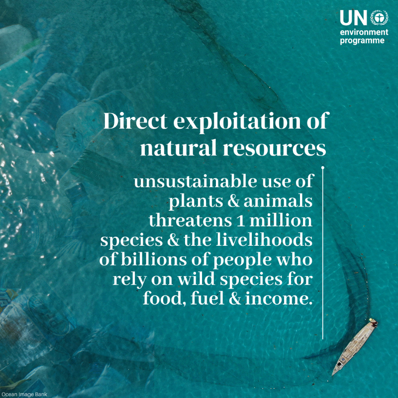 UNEP's tweet photo. Invasive alien species are among the top threats to our planet's biodiversity.

Here's a closer look at invasive species and the other key drivers of the nature crisis: https://t.co/TTifZllhc2