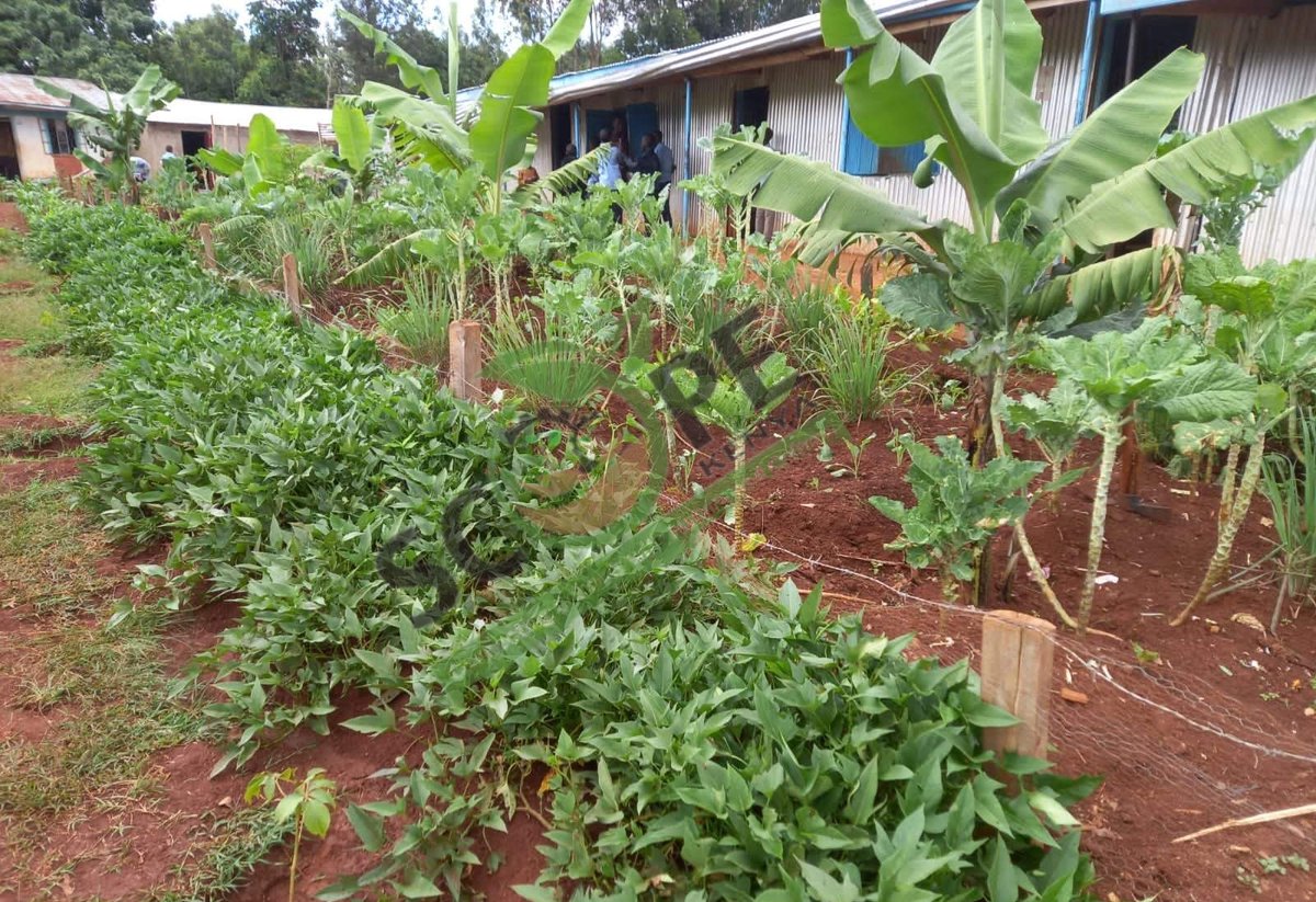 scope_kenya_'s tweet photo. Our #schools  are nurturing the next #GENERATIONS  of #environmental  stewards. By #integrating #permaculture into education,we empower young minds to understand #ecosystems,cultivate #sustainable  practices, and contribute to positive change. #informationwednesday #FoodSecurity https://t.co/XY2tUmnVv3