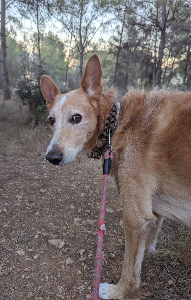 ElSindigato2021's tweet photo. Deja atrás 11 #gatos jóvenes, 5 #gatitosbebes (que sepamos) y 2 #perros. Se quedan literalmente SIN NADA.
Por Jesús, por nuestro compañero, porque ellos eran toda su vida, vamos a ayudarlos.
Por favor, necesitamos ayuda, solas no podemos, estamos sin sitio y sin medios. https://t.co/Q5ctgKNYA6