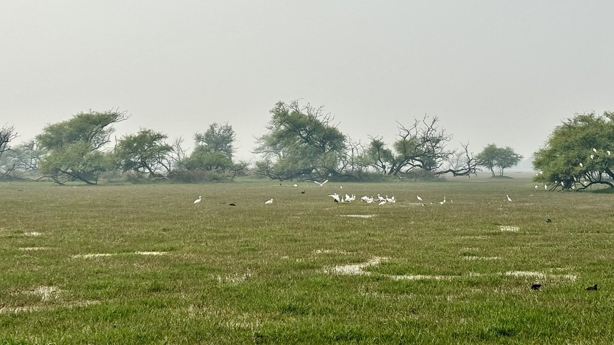 Having around 30 minutes to spare in Bharatpur before a press meet today, I decided to pay a flying visit to the famed Keoladeo National Park, home to over 350 species of birds including some from other countries during the winter months. Sadly, Siberian cranes no longer come as…