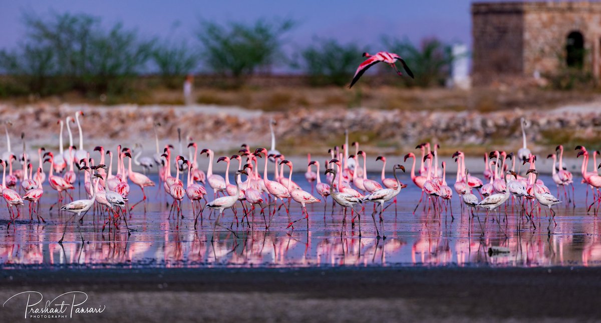Flamingos 
#BirdFlock #flamingosofinstagram #SambharSaltLake 
#IndiAves #BirdsSeenIn2023 #TwitterNatureCommunity  #ThePhotoHour #BBCWildlifePOTD  #WaytoWild  #birdphotography #birdsoftwitter