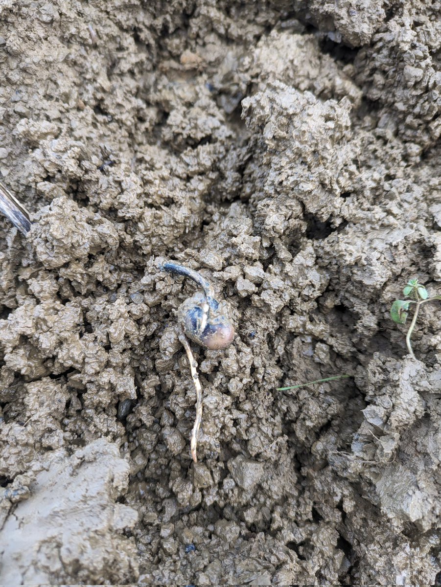 BMBoothAg's tweet photo. Same field as my previous post nearly 2 weeks apart.....relentless #agronony #winterbeans #howmuchmorerain https://t.co/x7bl2XTkKV
