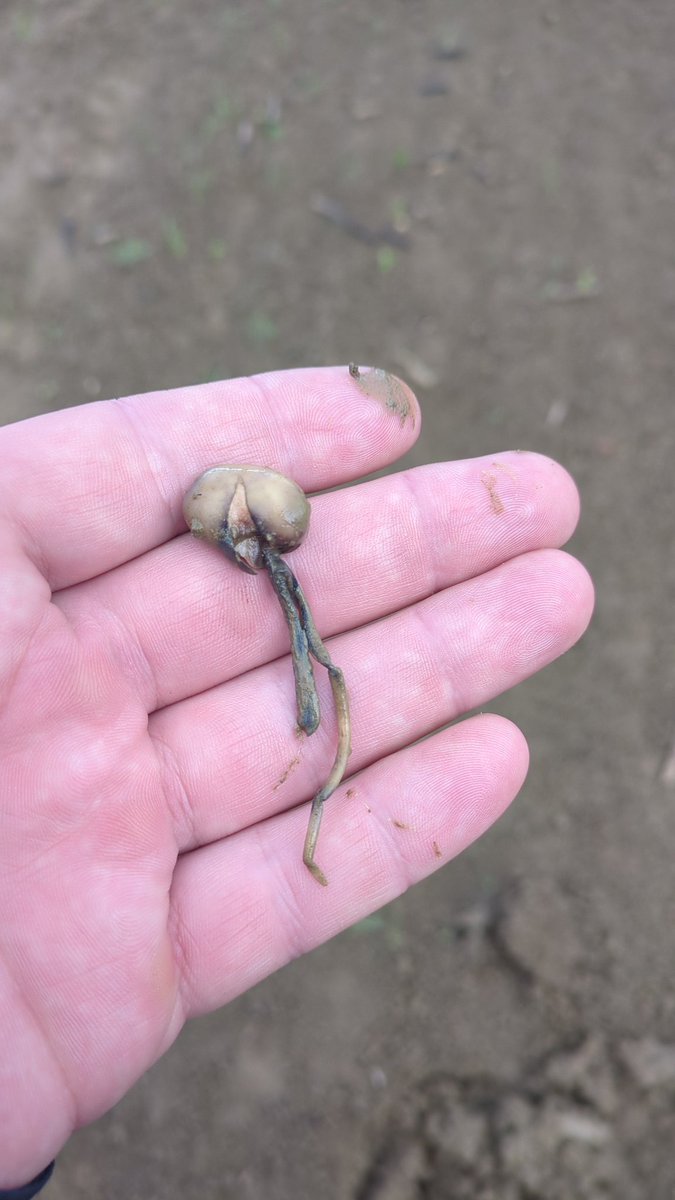 BMBoothAg's tweet photo. Same field as my previous post nearly 2 weeks apart.....relentless #agronony #winterbeans #howmuchmorerain https://t.co/x7bl2XTkKV