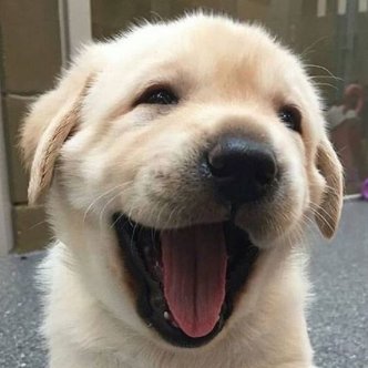 Aww.. Puppy is so cute 🥰💗💗