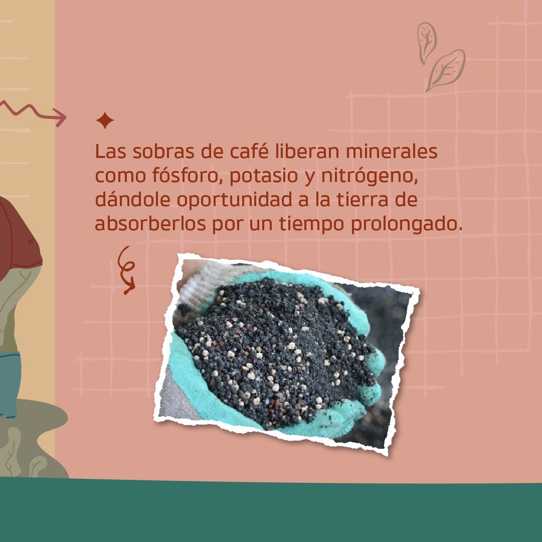 secambientesj's tweet photo. ☕️ ¿Sabías que los restos del café pueden ser utilizados como abono para tu jardín? 

ℹ️ Importante: para que sea un fertilizante exitoso, es necesario que el café haya sido infusionado antes. https://t.co/4RUt3UIEFk