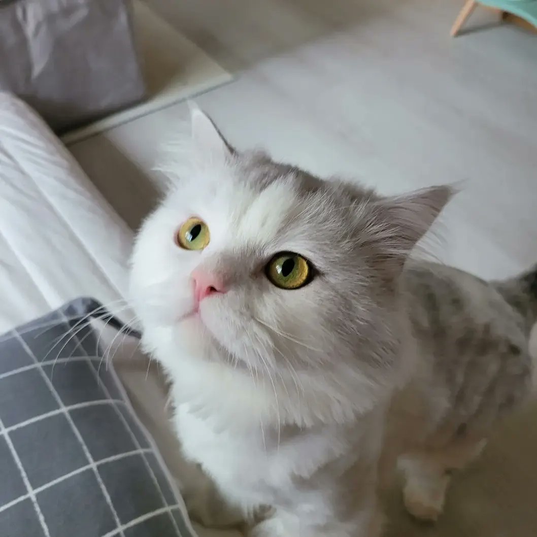 bamachom910's tweet photo. 우리 순둥이 레오 좋은 가족 찾을 수 있도록 많은 알티 부탁드리겠습니다! 미리 감사드립니다♥♥♥ https://t.co/FZJIBF8Ifr