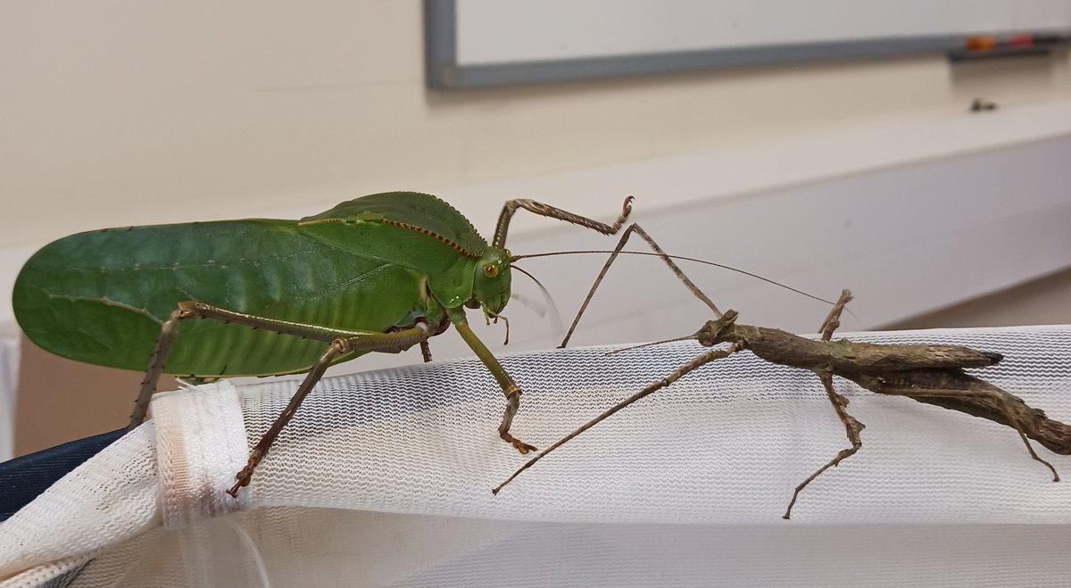 A sneak peak at some of our fantastic (mini)-beasts. Where to find them? In the @MaynoothBiology
labs on #ScienceNight Fri 17th Nov.  Learn about crop pests & the evolution of camouflage.  All part of #scienceweek2023 
@MaynoothUni @scienceirel
@IrishResearch #loveirishresearch