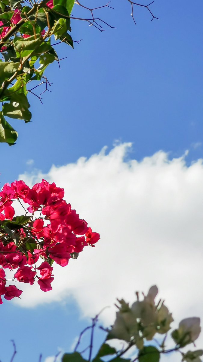 حمدان الربوض | 📸 tweet media