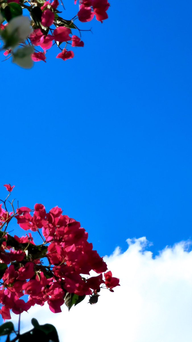 حمدان الربوض | 📸 tweet media