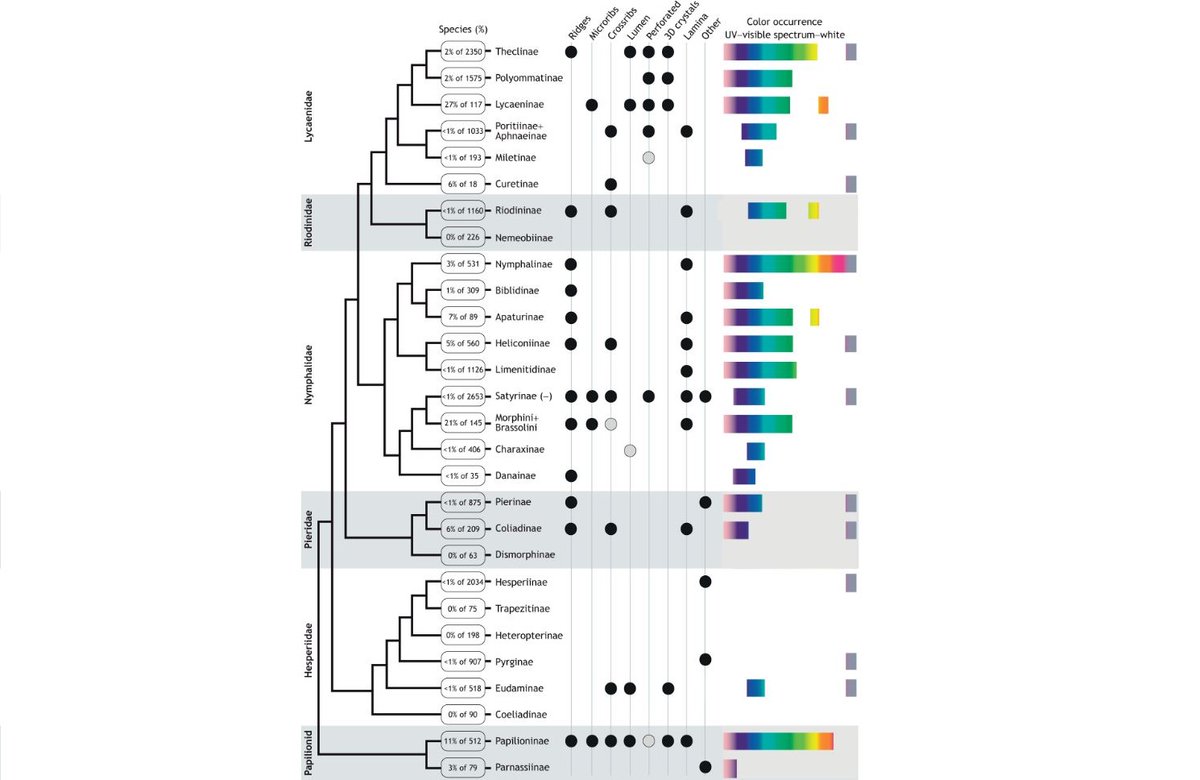 In their Review, @RachelCThayer & Nipam Patel discuss structural colors in #butterflies, how they are produced, the range of colors & their phylogenetic distribution, while also giving testable hypotheses for future studies. journals.biologists.com/jeb/article/22… #Science #Biology #Zoology