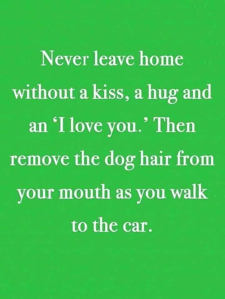 😂🥰😂
.
.
.
.
.
.
#DogQuote #Quotes #FunnyQuotes #PetQuotes #DogQuotes #PetParent #DogParent #PetParents #DogParents #PetOwner #DogOwner #PetOwners #DogOwners #DogMom #DogDad #DogLovers #DogLover #PetLovers #CanineLovers #FunnyDogQuotes #DogObsessed #DogObsession #DogHair