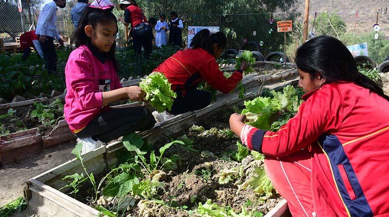 Escolares transformaron un basural en huerto y cosechan rábanos y lechugas shar.es/ag3Qad