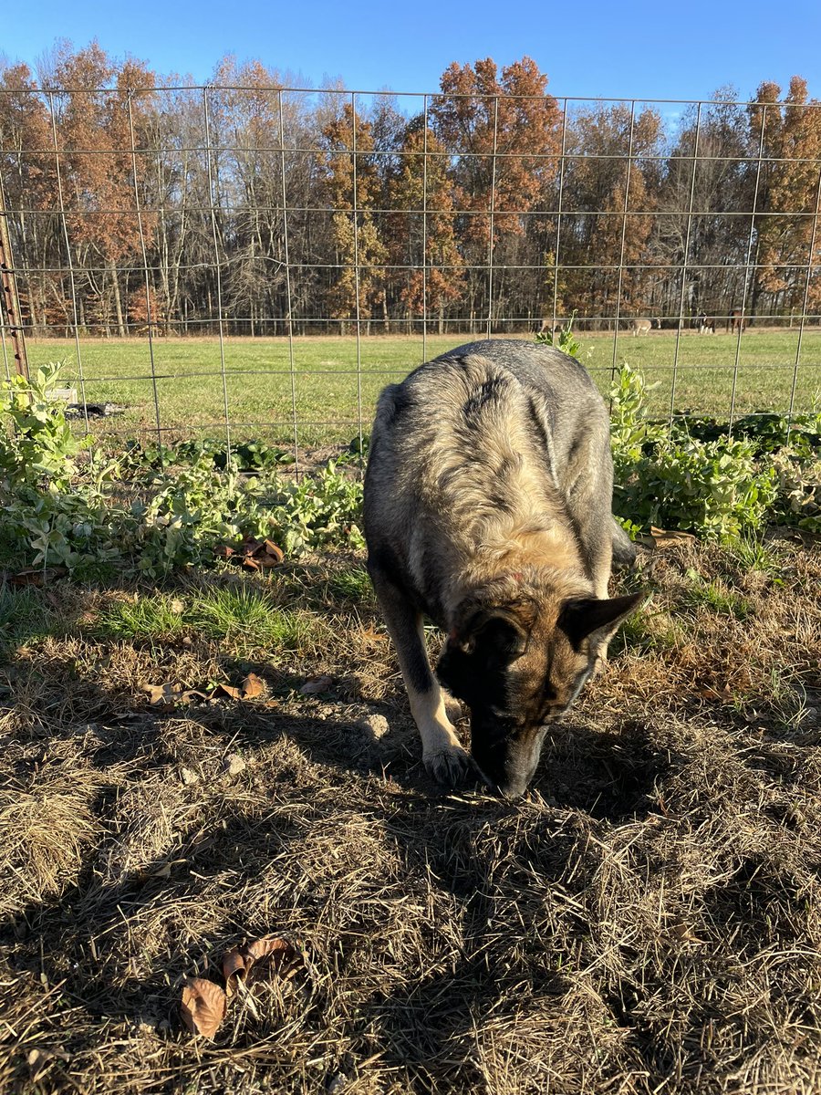 My dog snuck and buried chicken heads all throughout my garden on Saturday while we butchered them. Now every morning she goes out and digs one up for breakfast. Nature is cool. Gross. But cool.