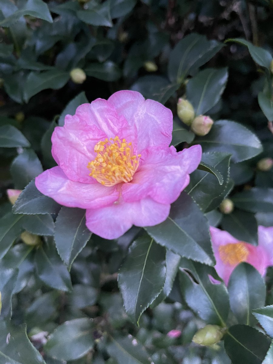 celadon100's tweet photo. #Camellia https://t.co/0Dx8wkpWJk